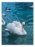 Tablou Canvas, "Grațioase lebede pe lac albastru", Grațioasă, Albă, Zburătoare, Liniștită, Senină, Vezel, Rece, Cristalină, Plutitoare, Majestuoasă, 2