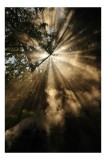 Tablou Canvas, Lumina magică &icirc;n pădurea &icirc;nflorită, 26 x 39 cm, CMCLASS