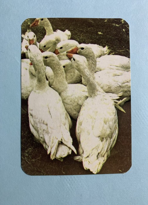 Calendar 1979 Recoop