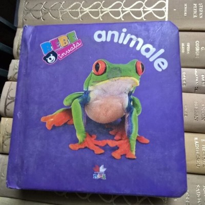 Bebe invata animale foto