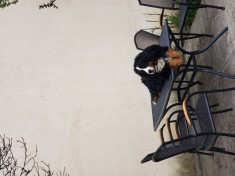 Donez Ciobanesc de Berna foto