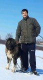 Ciobanesc caucazian cu pedigree