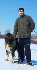 Ciobanesc caucazian cu pedigree