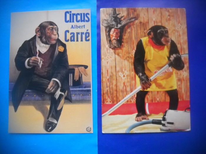HOPCT LOT NR 434 MAIMUTA / MAIMUTE -FAUNA -2 CARTI POSTALE-NECIRCULATE