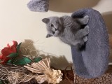 British shorthair