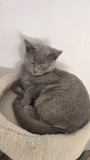 Pisici british shorthaire și scotish fold