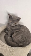Pisici british shorthaire și scotish fold