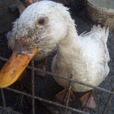 V&amp;acirc;nd rată de casă. foto