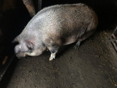 porc gras foto