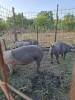 Vand porci vier si scroafe