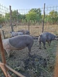 vand porci vier si scroafe
