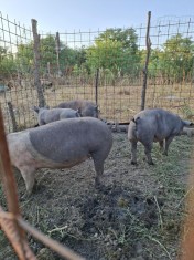 vand porci vier si scroafe