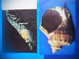 HOPCT LOT NR 451 VIETUITOARE MARINE-FAUNA-2 CARTI POSTALE-NECIRCULATE