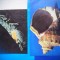 HOPCT LOT NR 451 VIETUITOARE MARINE-FAUNA-2 CARTI POSTALE-NECIRCULATE