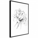 Cumpara ieftin Poster - Sketch of Lillies, cu Ramă neagră, 40x60 cm