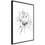 Cumpara ieftin Poster - Sketch of Lillies, cu Ramă neagră, 40x60 cm