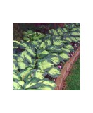 Hosta Great Expectations - 1 buc, Radacina, 50cm, Umbra partiala, Frunzis decorativ, Flori de vara, Planta perena