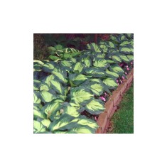 Hosta Great Expectations, 1 buc, Radacina, 50cm, 6-7