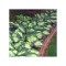 Hosta Great Expectations, 1 buc, Radacina, 50cm, 6-7