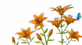 Sticker Decorativ Crin 150cm, Portocaliu, Autocolant PVC, Rezistent Lumina, Usa, Spatiu Comercial