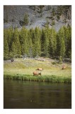 Tablou Canvas, "Cerbi liniștiți l&acirc;ngă r&acirc;u", Natură, Elk, Pădure, Apă, Iarbă, Munți, Liniște, Verdeață, Frumusețe, Sălbăticie., 26 x 39 cm, CMCLASS