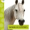 Arabian Horses