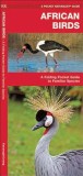 African Birds: An Introduction to Familiar Species