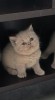 Pisici British Shorthair