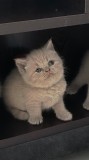 Pisici British Shorthair