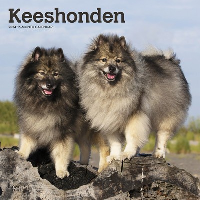 Keeshonden 2024 Square foto