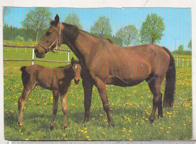bnk cp Cai - Germania carte postala necirculata - Kruger foto