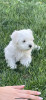 Bichon maltez talie mica