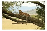 Tablou Canvas, "Pantera odihnindu-se pe creangă ", Leopard, Ramură, Copac, Savana, Odihnă, Verdeață, Blană, Privire, Natură, Serenitate, 39 x 26 cm, C