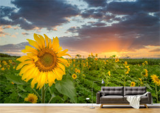 Tapet Premium Canvas - Prim plan cu floarea soarelui foto