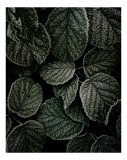 Tablou Canvas, "Frunzele &icirc;nghețate ale dimineții", Frunze, Gheață, Fin, Textură, Verde, Rece, Natură, &Icirc;ngheț, &Icirc;ntunecat, Detaliu, 26 x 39 cm, CMCLASS