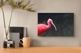 Tablou Canvas, "Pasărea roșie &icirc;n contemplare liniștită", Roșu, Ibis, Penaj, Cioc, Elegant, Contrast, Natură, Frumusețe., 39 x 26 cm, CMCLASS