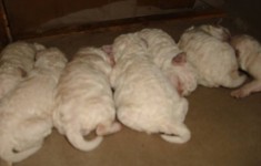 Ca?ei ciobanesc puli maghiar alb- caini de intors oi foto