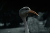 Tablou Canvas, "Pasărea contemplativă &icirc;n umbra nopții", Pasăre, Picioroangă, Cioc, Penaj, Fundal &Icirc;ntunecat, 39 x 26 cm, CMCLASS