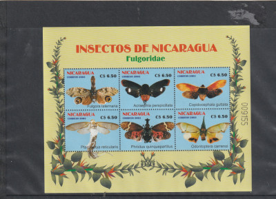 Fauna ,insecte,fluturi,Nicaragua, foto