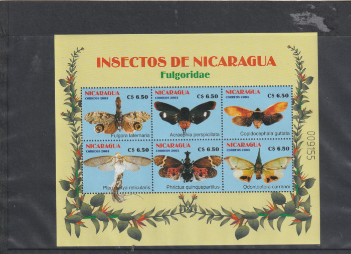 Fauna ,insecte,fluturi,Nicaragua,