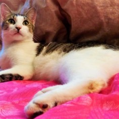 Adoptii Pui De Pisica Galati - Blog Pisica