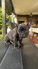 Bulldog Francez, Pedigree