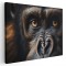 Tablou canvas portret maimuta gorila, maro 1317 Tablou canvas pe panza CU RAMA 50x70 cm