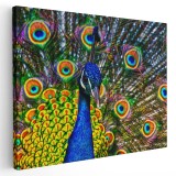 Tablou canvas paun cu coada desfacuta, albastru, verde 1199 Tablou canvas pe panza CU RAMA 60x90 cm