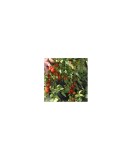 Planta Roșii cherry crazy, planta pomodoro crazy cherry, ghiveci de 10 cm
