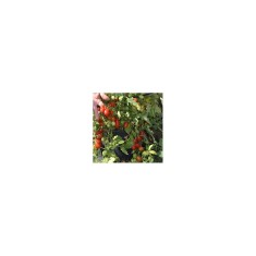 Planta Roșii cherry crazy, planta pomodoro crazy cherry, ghiveci de 10 cm