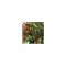 Planta Roșii cherry crazy, planta pomodoro crazy cherry, ghiveci de 10 cm