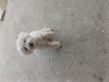 Catel bichon 4 luni 2 vaccinuri deparaxitat intern si extern, [en.casa]