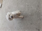 Catel bichon 4 luni 2 vaccinuri deparaxitat intern si extern