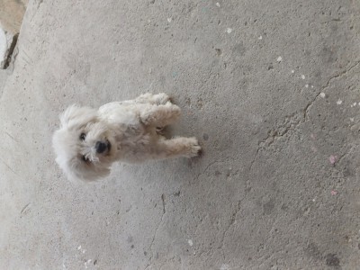 Catel bichon 4 luni 2 vaccinuri deparaxitat intern si extern foto